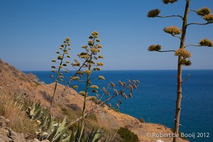 Agaves on Cret